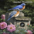 "Bluebirds" Lens Cleaning Cloth