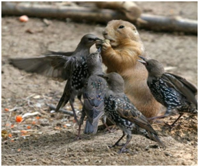 The Ultimate Guide To Squirrel Proof Bird Feeders Squirrel Proof
