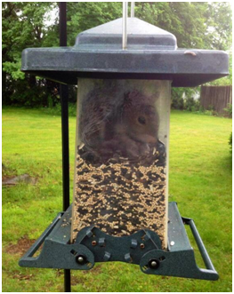 how to keep squirrels out of bird feeders squirrel proof how to keep squirrels out of bird feeders squirrel proof