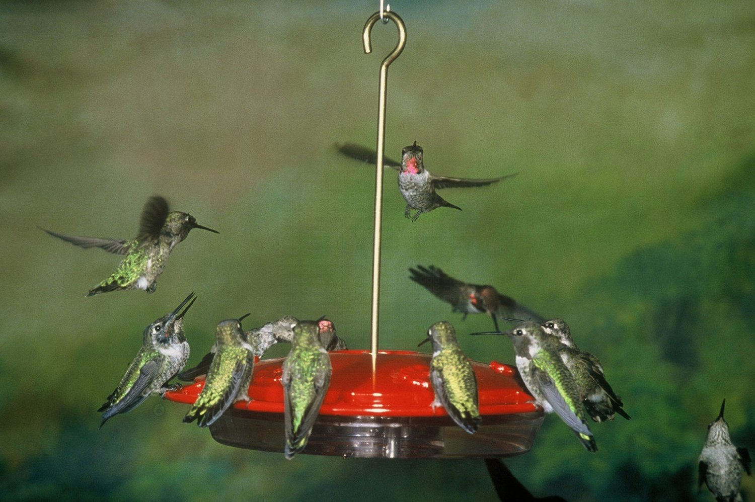 The Best Hummingbird Feeder Squirrel Proof Bird Feeder